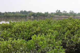 茂密红树林景观