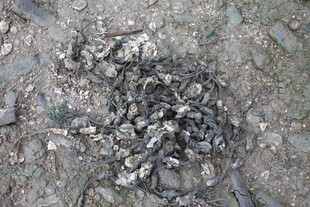 地面上的一堆碎石块