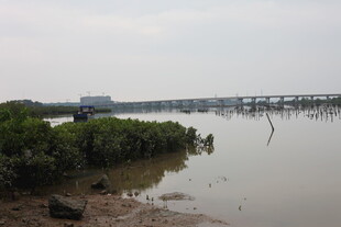 河畔风景绿植与桥梁交映