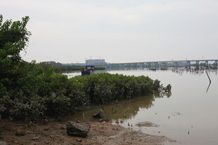 河畔绿植与远处桥梁景观