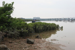 河岸绿植与水域景观