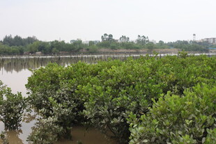 河畔茂盛的绿色灌木丛