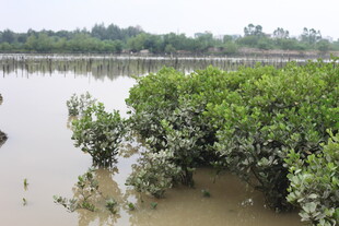 湿地红树林景观