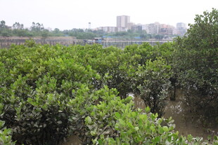 茂密红树林景观