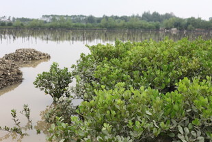 湿地红树林景观