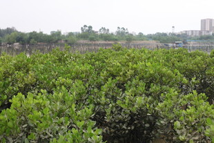 茂密红树林景观