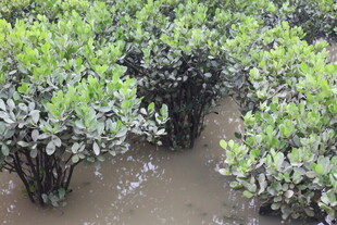 茂密红树林湿地景观