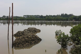 水域中的礁石与绿植景观