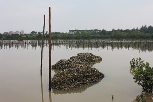 水域中的礁石与植被景观