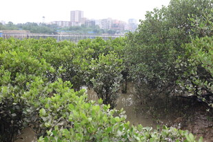 繁茂红树林景观