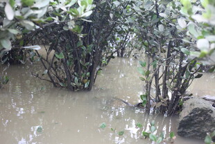 洪水淹没绿植场景