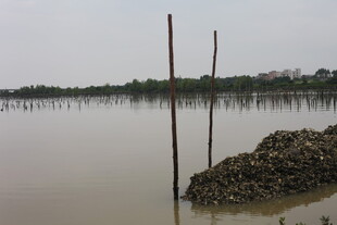 水域边的木桩与泥堆景观