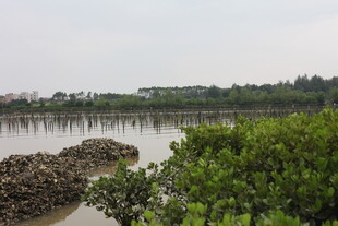 湿地风光绿意盎然的河岸