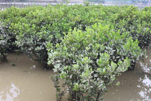 茂密红树林湿地景观