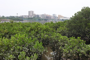 茂密红树林与远处城市景观
