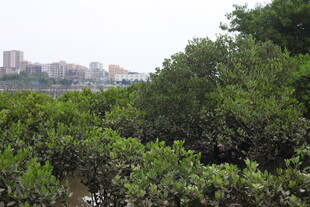 海岸边的茂密绿色植被