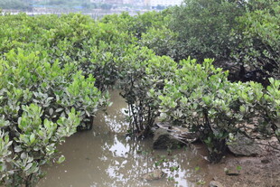 茂密红树林湿地景观