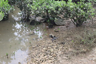 湿地中的绿植与泥泞景象