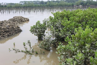 湿地红树林景观