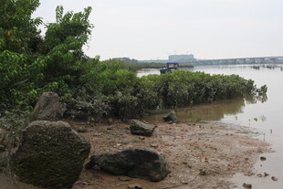 河岸红树林景观