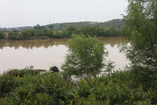 宁静湖畔绿意环绕的风光