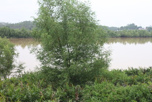 湖畔绿树成荫的自然景致