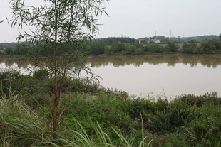 河畔绿植环绕的宁静水域