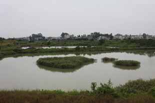 湿地风光水域中的绿色岛屿