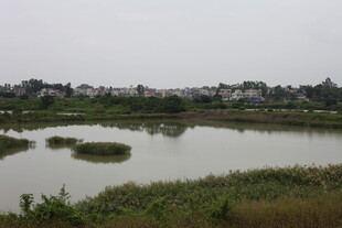 乡村湿地风光景色