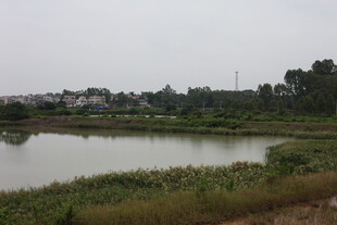 乡村宁静池塘风光