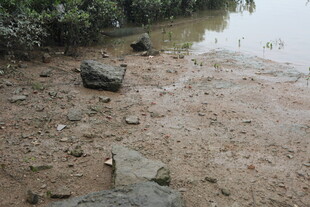 泥泞河岸散落石块与杂物