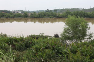 河畔绿植环绕的宁静水域