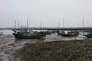 浅滩停泊的多艘渔船