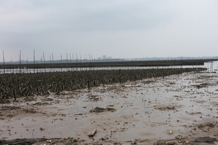 滩涂养殖场景