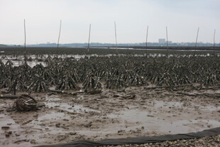 滩涂红树林景观