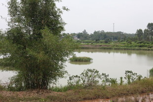 乡村宁静湖泊与葱郁树木