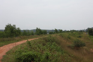 乡间土路旁的绿意风景