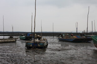 退潮时停泊的多艘船只