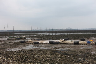海边滩涂停泊的船只景象