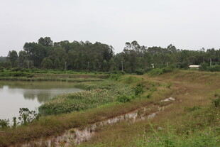 乡村湖畔自然风光