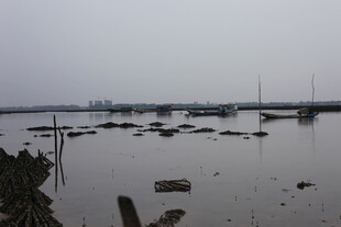 雾中浅滩停泊船只景象