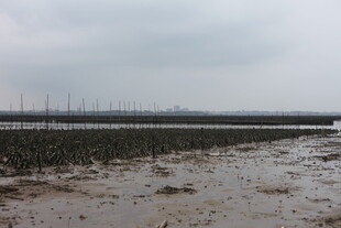 滩涂养殖场景