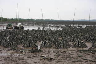 泥泞滩涂中的繁茂红树林