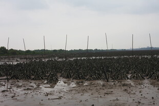 湿地滩涂与林立的桅杆