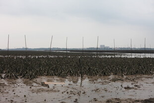 海边牡蛎养殖场景
