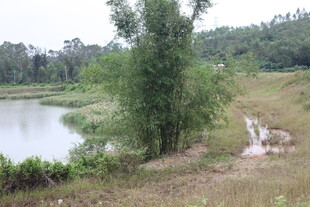 乡村池塘边的自然景致