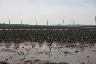 滩涂养殖场景