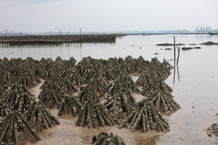 海边牡蛎养殖场景