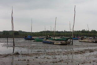 退潮后停泊在滩涂的船只