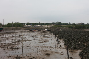 泥泞滩涂中的养殖场景